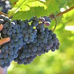 In Tuscany With Organic Wine Estate Villa *