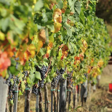 In Tuscany With Organic Wine Estate