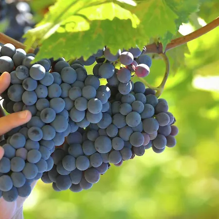 In Tuscany With Organic Wine Estate Вилла *